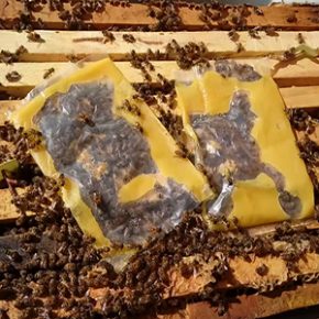 Bee feed with flag extract and saffron pollen