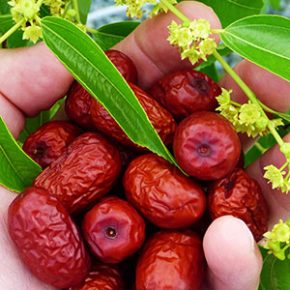Jujube