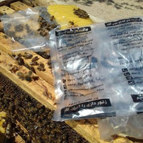 Bee feed for summer and autumn