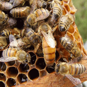 Vitamin C for bees