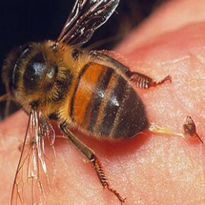 Bee venom